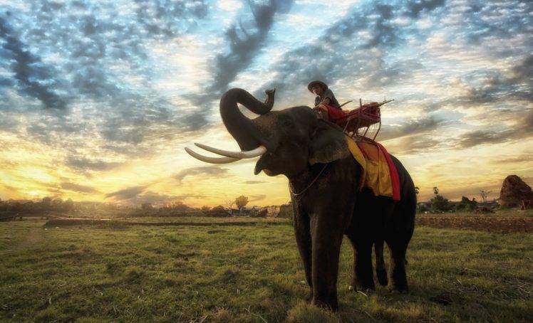 elephant, Animals, Thailand HD Wallpaper Desktop Background