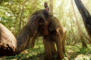 elephant, Animals, Thailand