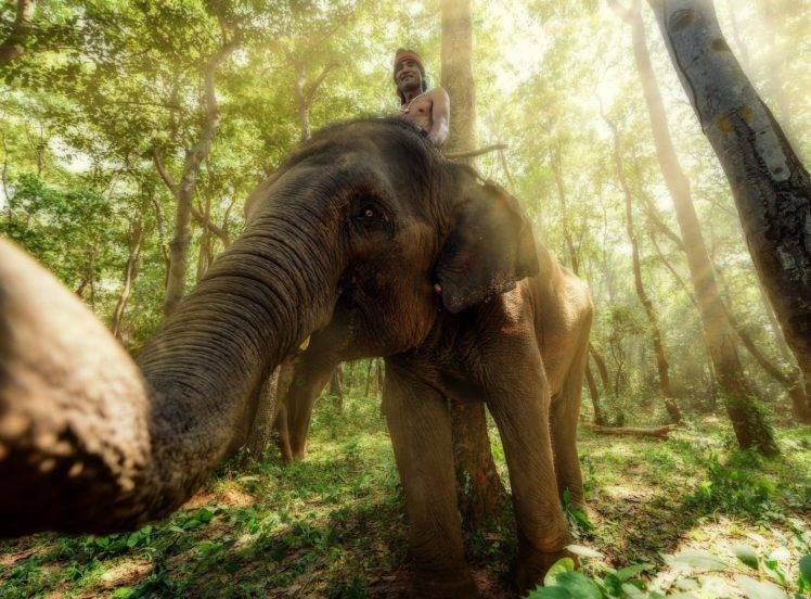 elephant, Animals, Thailand HD Wallpaper Desktop Background