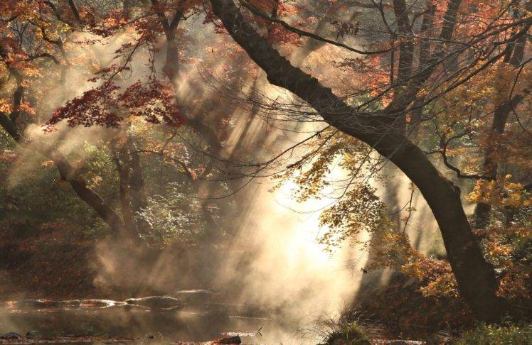 photography, Nature, Trees, Smoke, Pond, Fall, Plants, Branch, Rocks HD Wallpaper Desktop Background