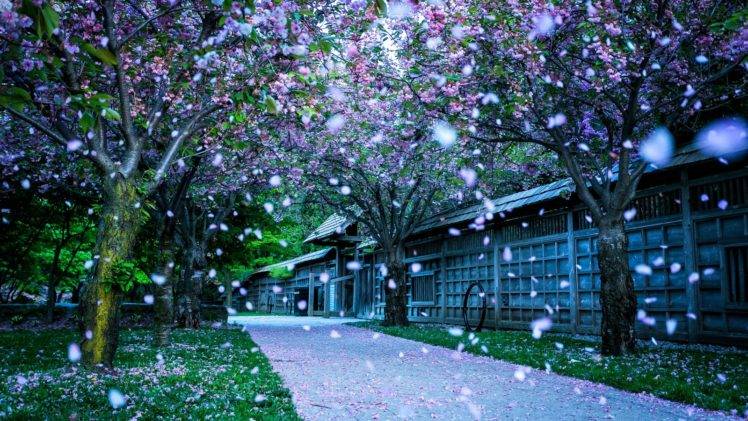 trees, Flowers, Pink, Road HD Wallpaper Desktop Background