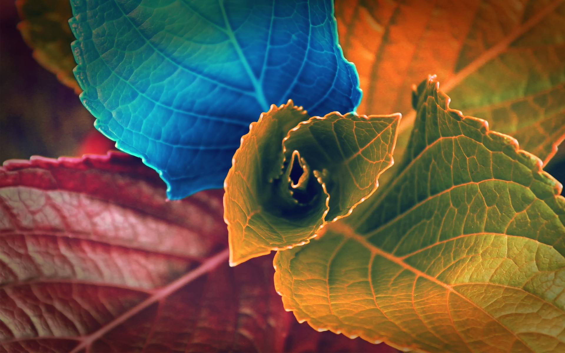 colorful, Flowers, Leaves Wallpaper