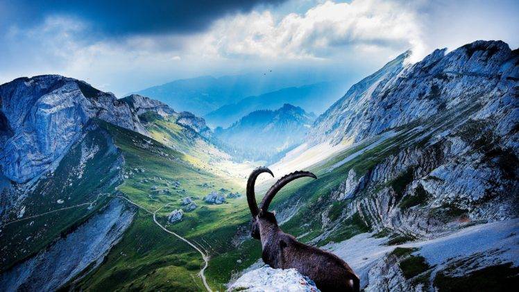 landscape, Animals HD Wallpaper Desktop Background