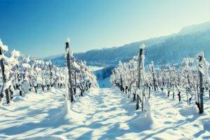 wine, Winter, Snow