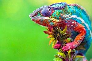 chameleons, Colorful, Macro, Animals