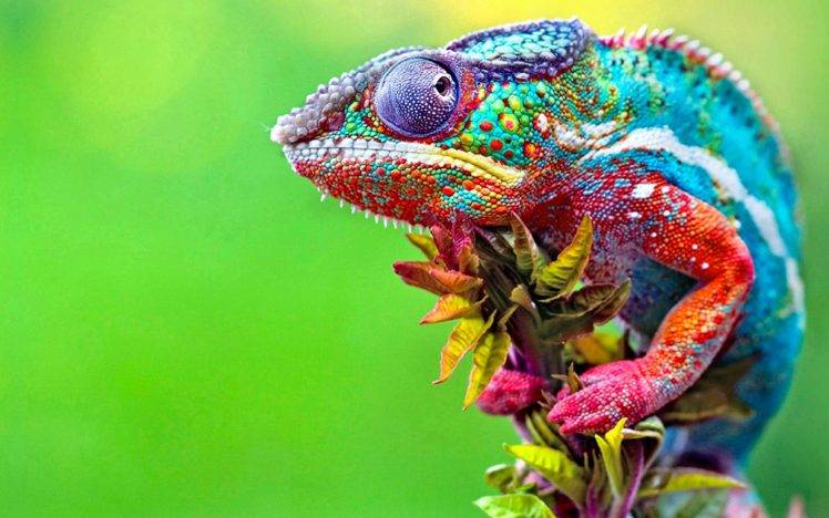 chameleons, Colorful, Macro, Animals HD Wallpaper Desktop Background