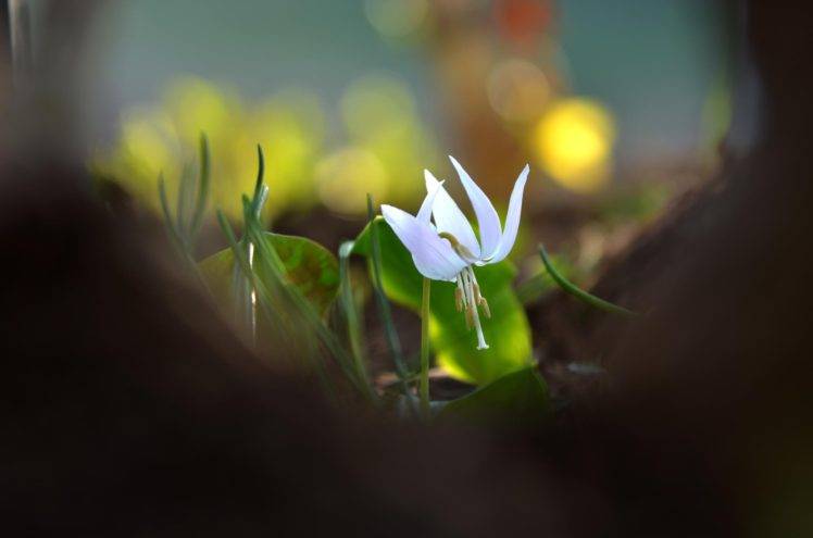 photography, Macro, Depth of field, Flowers, White flowers, Bokeh HD Wallpaper Desktop Background