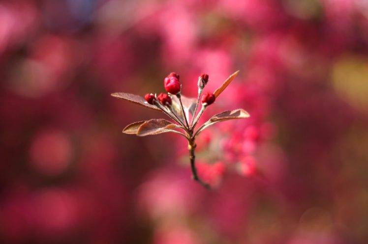 photography, Macro, Depth of field, Flowers, Pink flowers, Leaves, Bokeh HD Wallpaper Desktop Background