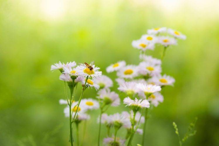 photography, Macro, Depth of field, Flowers, White flowers, Bees HD Wallpaper Desktop Background