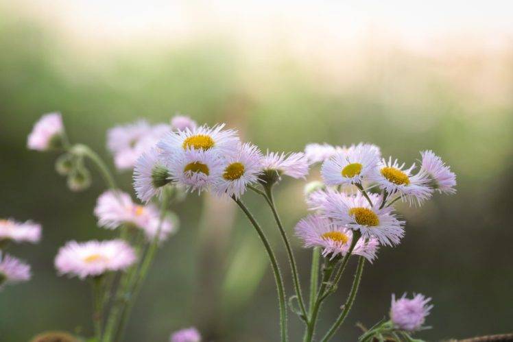 photography, Macro, Depth of field, Flowers, White flowers HD Wallpaper Desktop Background