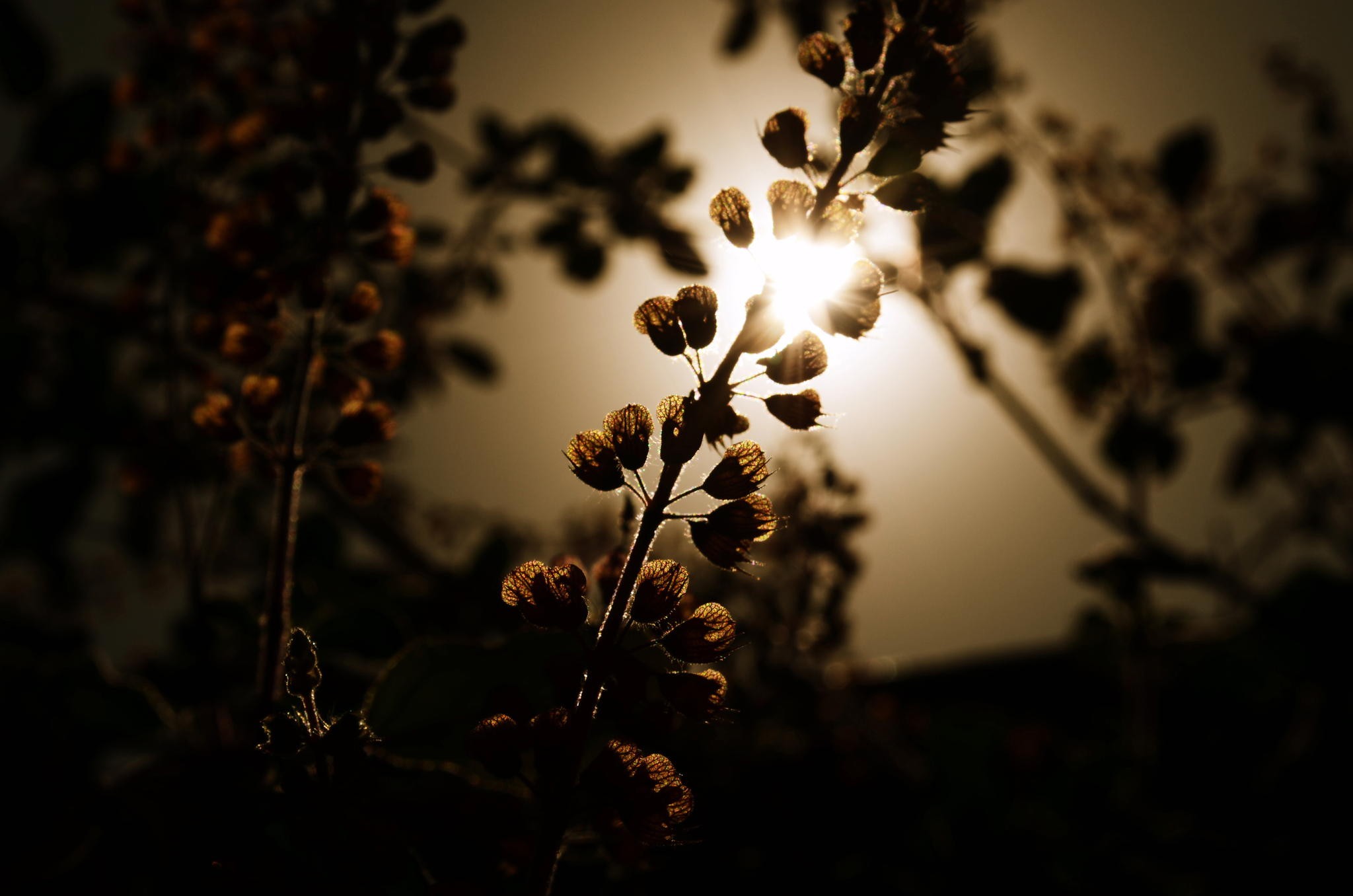 photography, Macro, Depth of field, Flowers, Sunlight Wallpaper