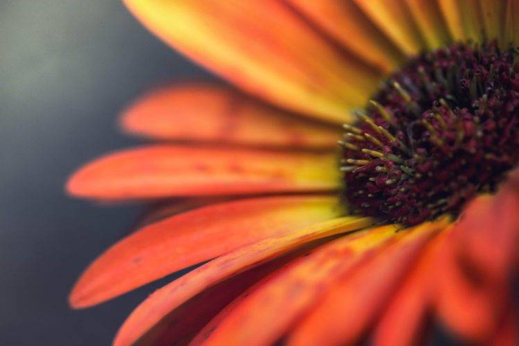 photography, Macro, Depth of field, Flowers, Sunflowers HD Wallpaper Desktop Background