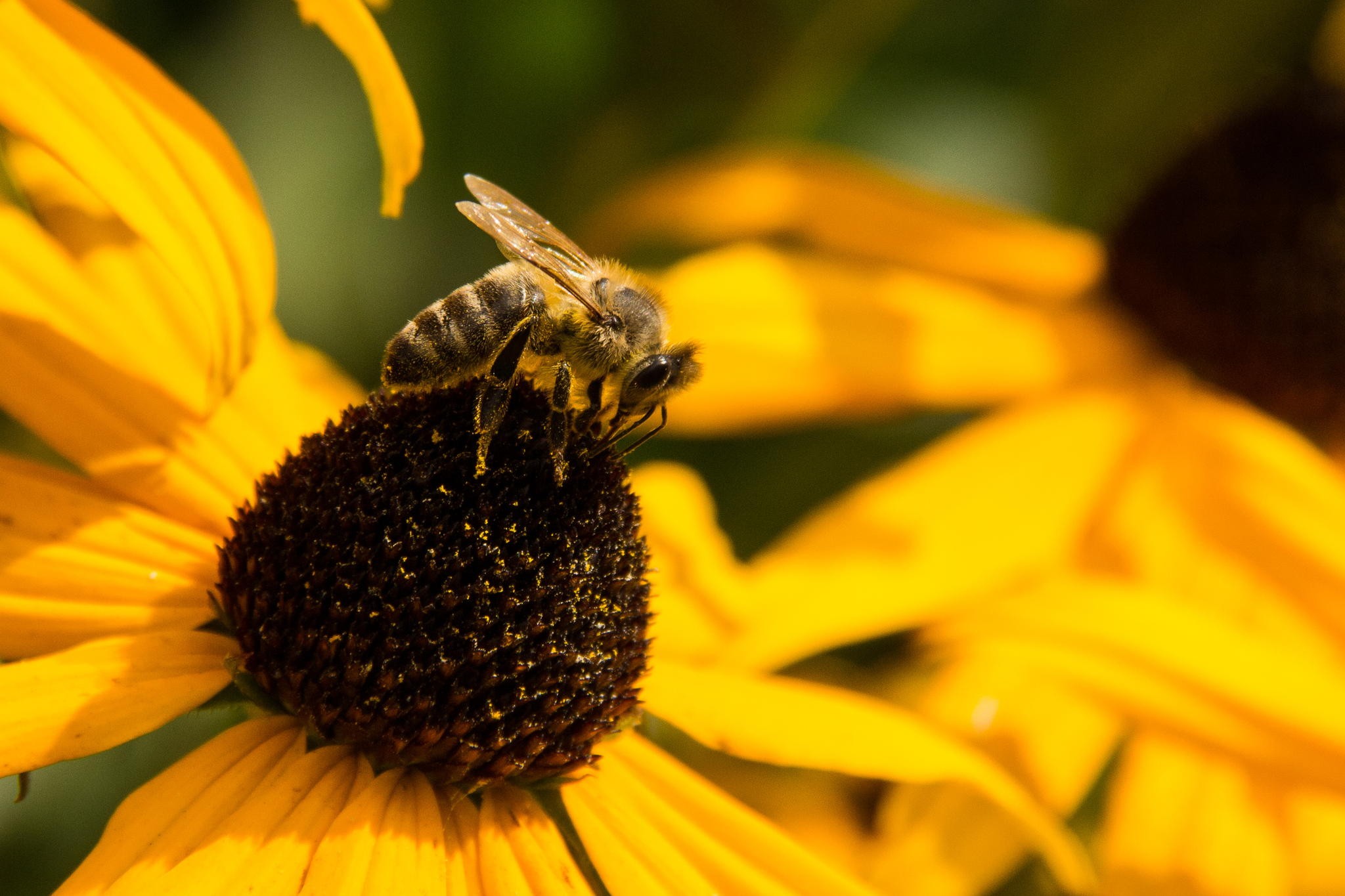 photography, Macro, Depth of field, Flowers, Bees, Sunflowers