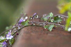 photography, Macro, Flowers, Purple flowers, Water drops, Leaves, Depth of field