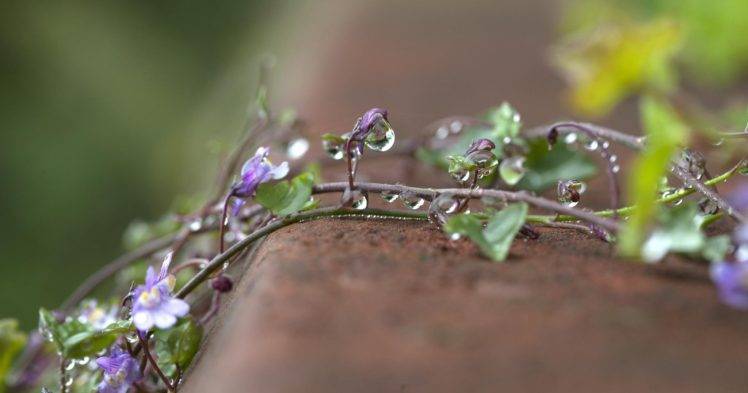 photography, Macro, Flowers, Purple flowers, Water drops, Leaves, Depth of field HD Wallpaper Desktop Background