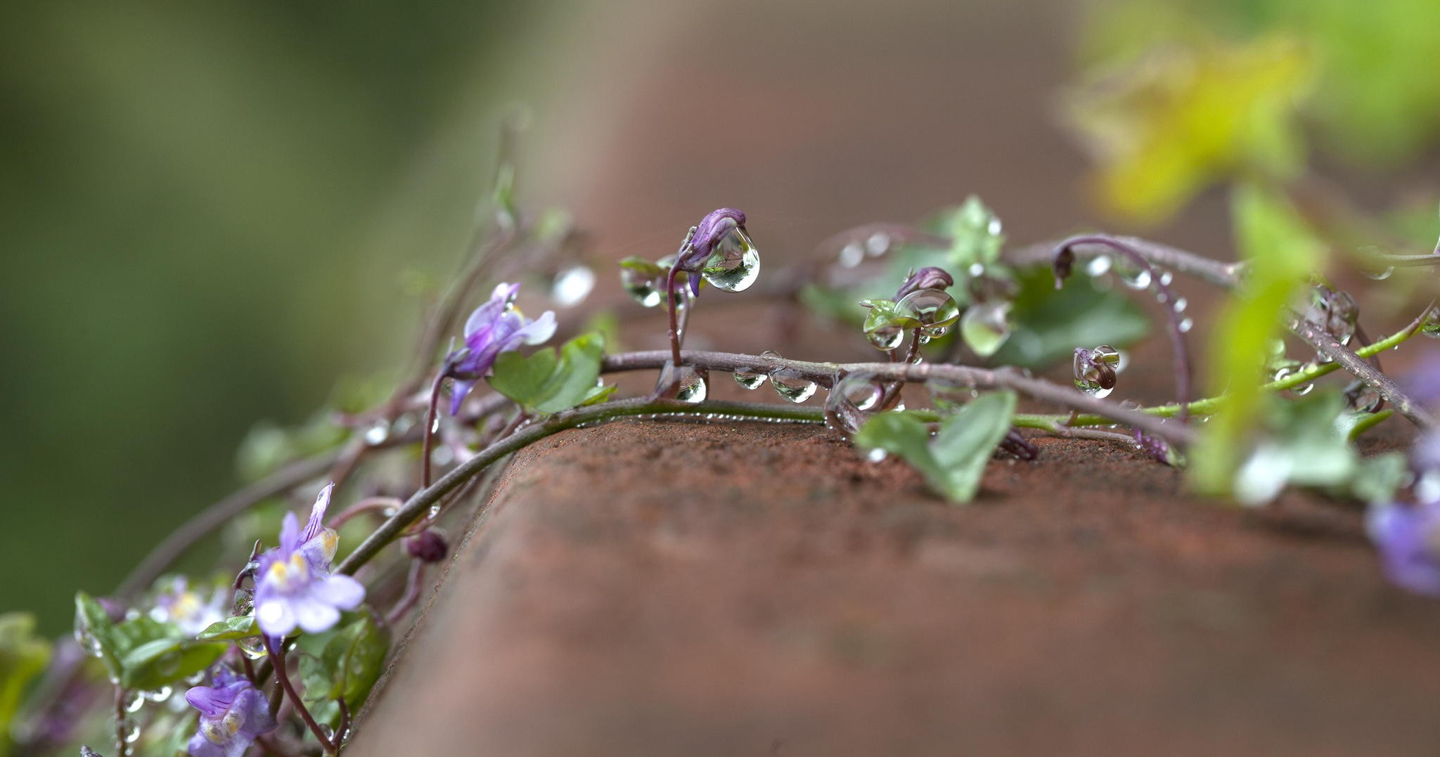 photography, Macro, Flowers, Purple flowers, Water drops, Leaves, Depth of field Wallpaper