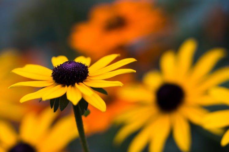 photography, Macro, Depth of field, Sunflowers HD Wallpaper Desktop Background