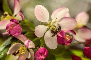 photography, Macro, Depth of field, Bees, Flowers