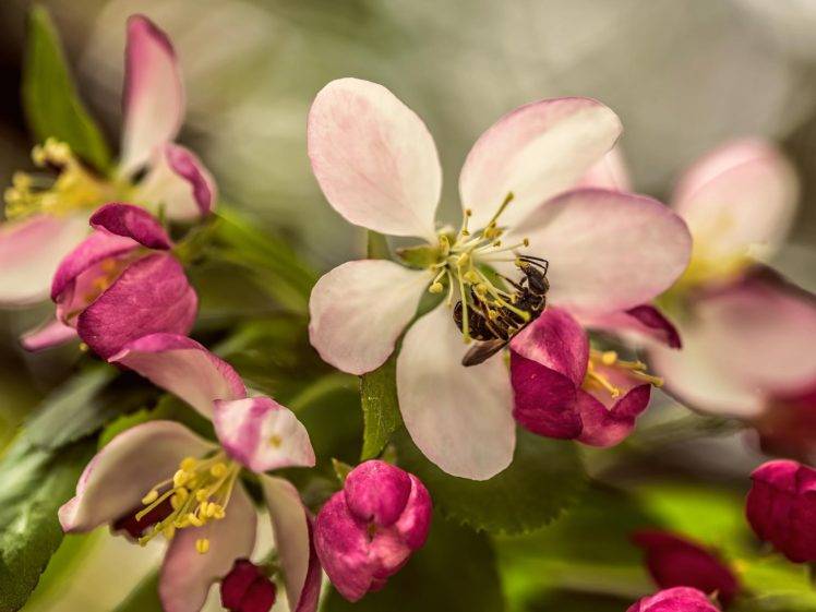 photography, Macro, Depth of field, Bees, Flowers HD Wallpaper Desktop Background