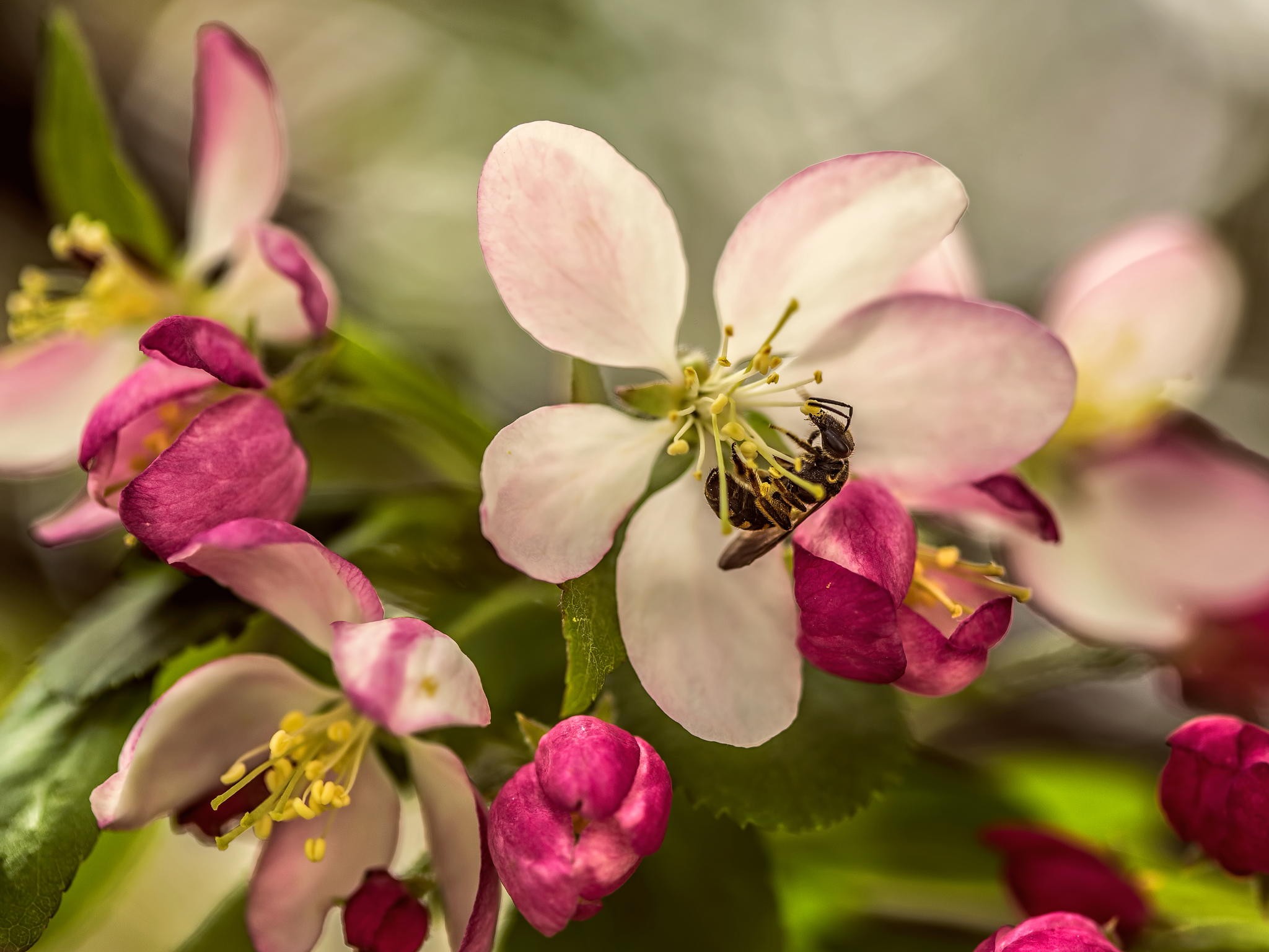 photography, Macro, Depth of field, Bees, Flowers Wallpaper