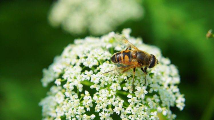 photography, Macro, Depth of field, Flowers, White flowers, Bees HD Wallpaper Desktop Background