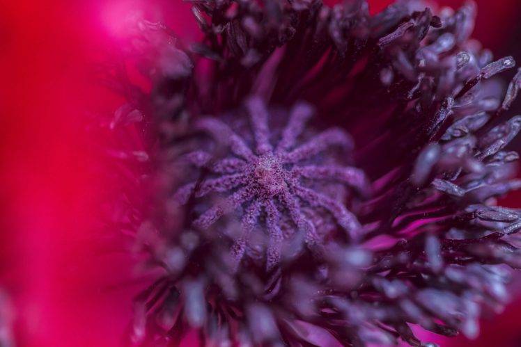 photography, Macro, Depth of field, Flowers, Purple flowers HD Wallpaper Desktop Background