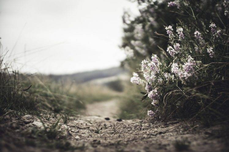 photography, Macro, Depth of field, Path, Flowers, White flowers, Grass, Plants HD Wallpaper Desktop Background