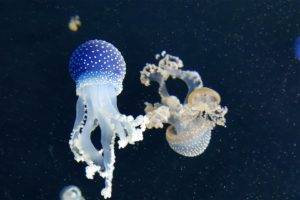 jellyfish, Fish, Sea, Animals