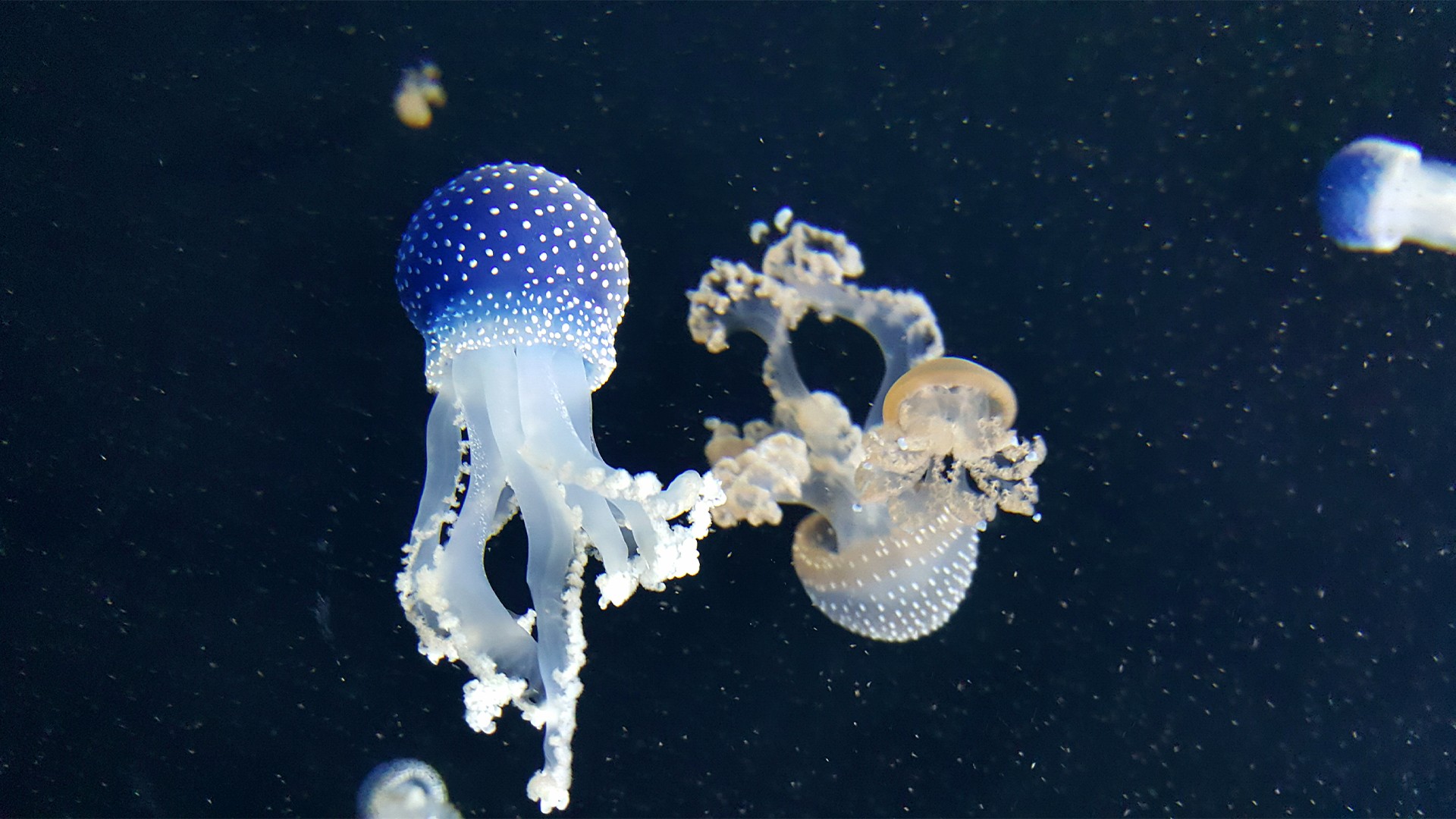 jellyfish, Fish, Sea, Animals Wallpaper