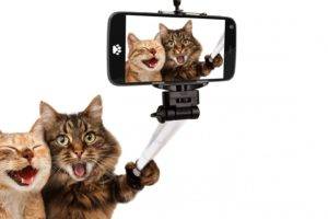 animals, Cat, Pet, Selfies, Smartphone, Selfie stick, Humor, White background, Photo manipulation