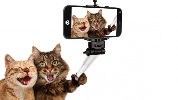 animals, Cat, Pet, Selfies, Smartphone, Selfie stick, Humor, White background, Photo manipulation HD Wallpaper Desktop Background