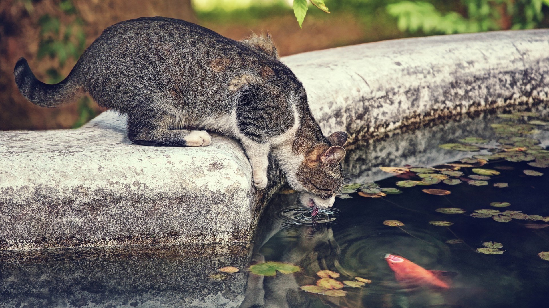 animals, Cat, Pet, Water, Drink, Fish, Trees, Leaves Wallpaper