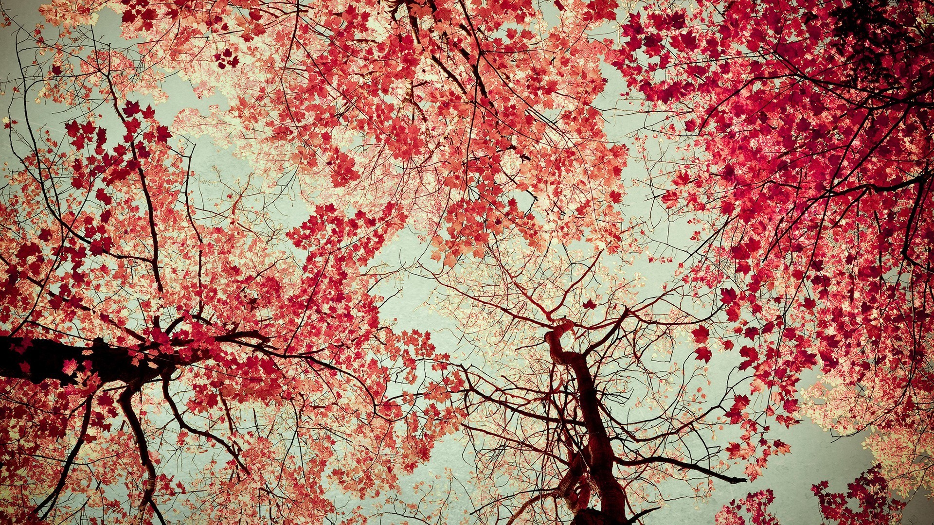 nature, Leaves, Fall Wallpaper
