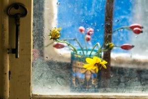 window, Flowers, Yellow flowers, Red flowers
