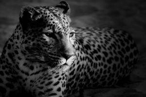 leopard, Animals
