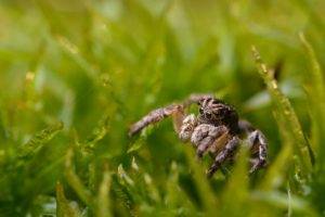photography, Macro, Depth of field, Insect, Grass, Jumping Spider, Nature