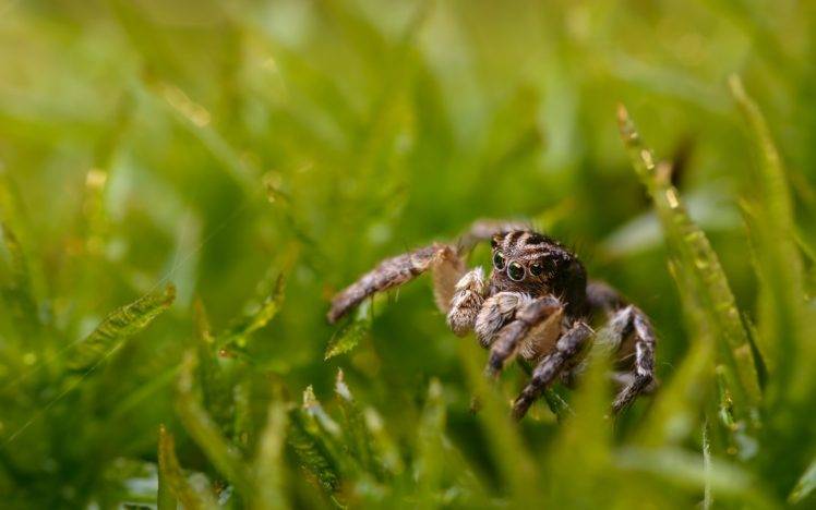 photography, Macro, Depth of field, Insect, Grass, Jumping Spider, Nature HD Wallpaper Desktop Background