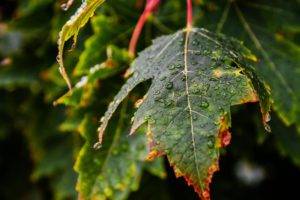 photography, Macro, Depth of field, Nature, Leaves, Water drops