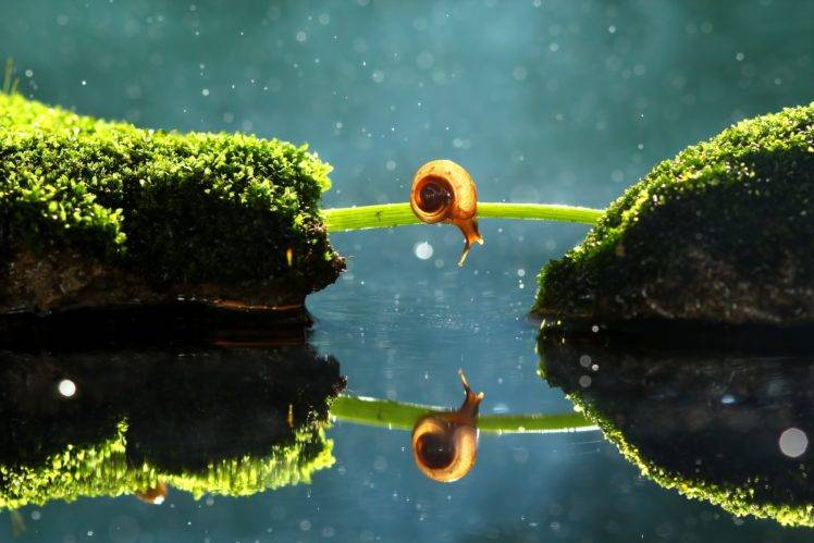 photography, Macro, Depth of field, Insect, Nature, Snail, Reflection, Moss, Alone HD Wallpaper Desktop Background