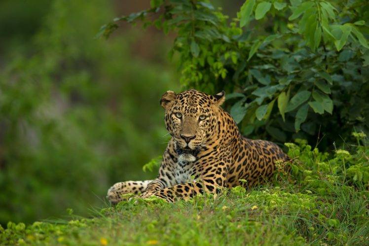 photography, Nature, Jaguars, Grass, Leaves, Plants HD Wallpaper Desktop Background