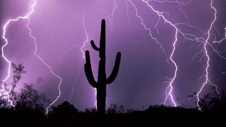 lightning, Silhouette, Night, Nature, Cactus, Purple HD Wallpaper Desktop Background
