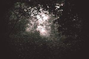 forest, Lights, Trees, Path, Monochrome, Black, Vignette, Leaf  bug