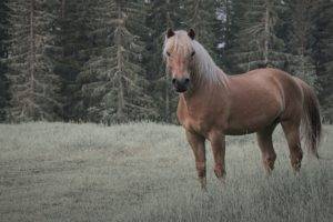 horse, Nature