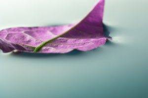 photography, Macro, Depth of field, Leaves, Purple, Water, Nature