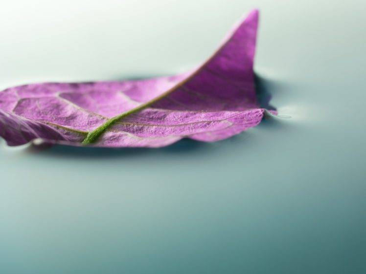 photography, Macro, Depth of field, Leaves, Purple, Water, Nature HD Wallpaper Desktop Background