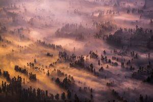 photography, Landscape, Nature, Trees, Mist, Top view, Forest