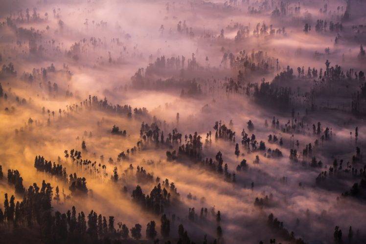 photography, Landscape, Nature, Trees, Mist, Top view, Forest HD Wallpaper Desktop Background