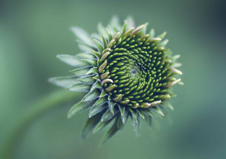photography, Nature, Macro, Flowers, Depth of field HD Wallpaper Desktop Background