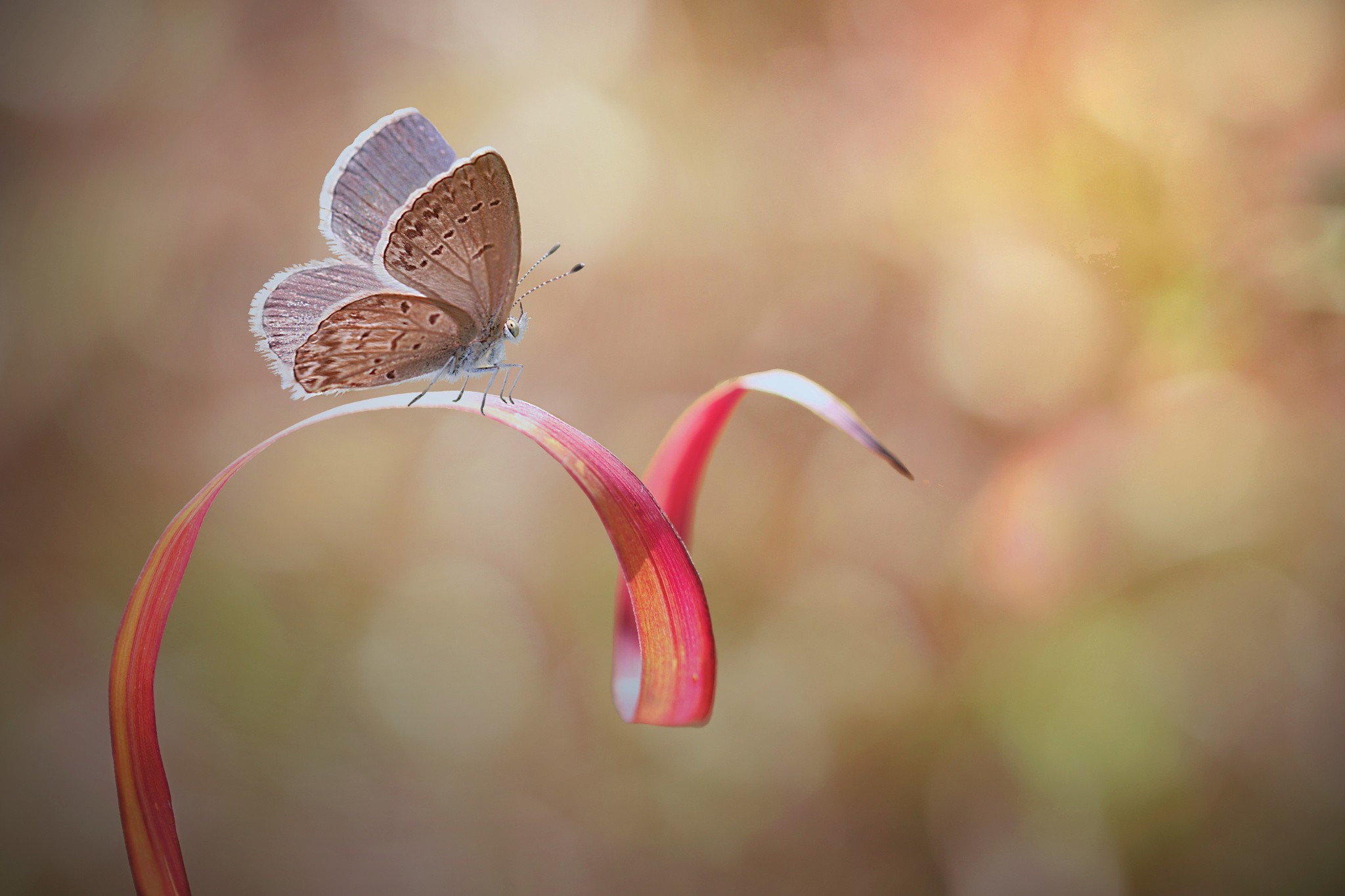 photography, Nature, Macro, Depth of field, Butterfly, Bokeh, Leaves, Insect, Rest Wallpaper