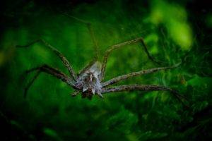 looking at viewer, Photography, Nature, Macro, Depth of field, Spider, House